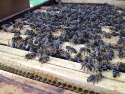 Bienen sind wichtige Nützlinge, aber zunehmend bedroht.